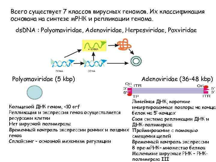 Всего существует 7 классов вирусных геномов. Их классификация основана на синтезе м. РНК и