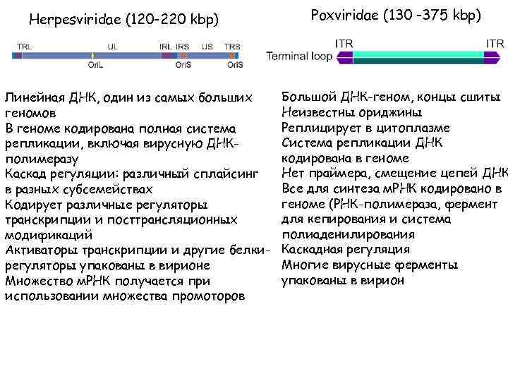 Herpesviridae (120 -220 kbp) Линейная ДНК, один из самых больших геномов В геноме кодирована