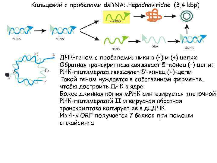 Кольцевой с пробелами ds. DNA: Hepadnaviridae (3, 4 kbp) ДНК-геном с пробелами; ники в