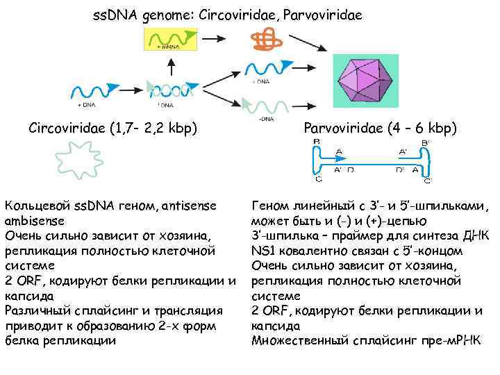 ss. DNA genome: Circoviridae, Parvoviridae Circoviridae (1, 7 - 2, 2 kbp) Кольцевой ss.