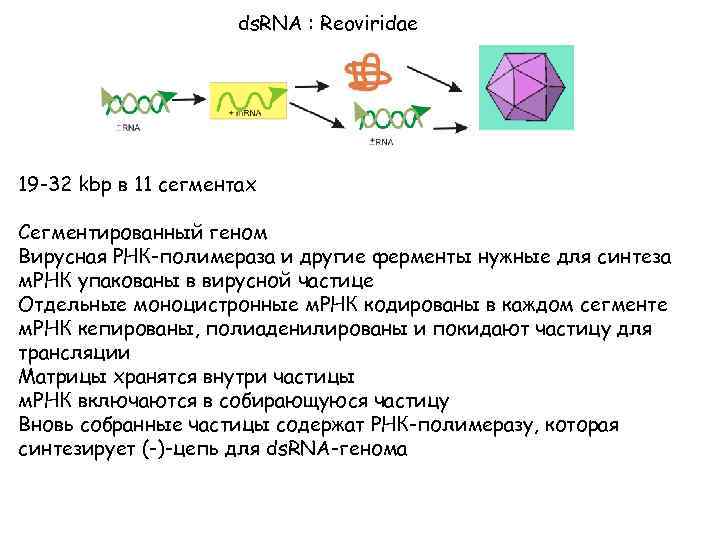 ds. RNA : Reoviridae 19 -32 kbp в 11 сегментах Сегментированный геном Вирусная РНК-полимераза