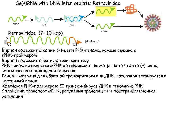 Ss(+)RNA with DNA intermediate: Retroviridae (7 - 10 kbp) Вирион содержит 2 копии (+)-цепи