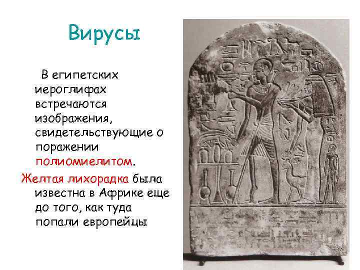 Вирусы В египетских иероглифах встречаются изображения, свидетельствующие о поражении полиомиелитом. Желтая лихорадка была известна