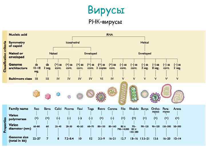 Вирусы РНК-вирусы 
