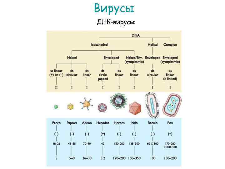 Вирусы ДНК-вирусы 