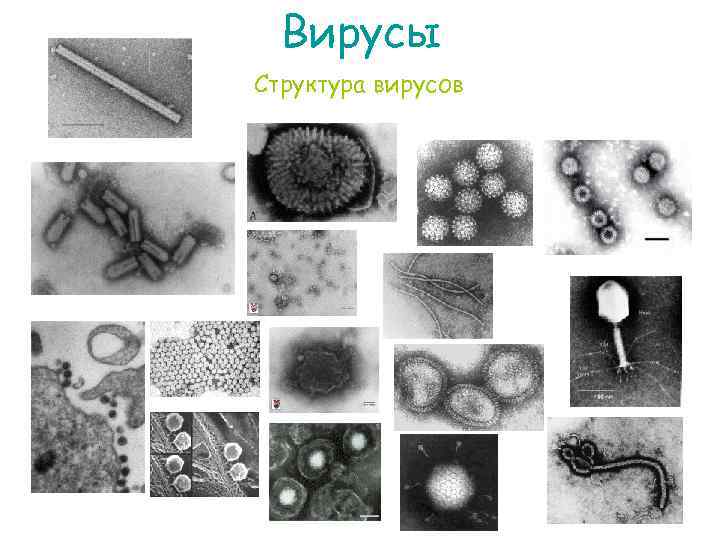 Вирусы Структура вирусов 