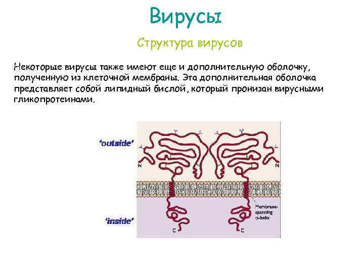 Вирусы Структура вирусов Некоторые вирусы также имеют еще и дополнительную оболочку, полученную из клеточной