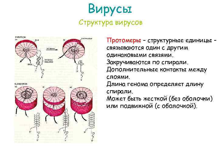 Вирусы Структура вирусов Протомеры – структурные единицы – связываются один с другим одинаковыми связями.