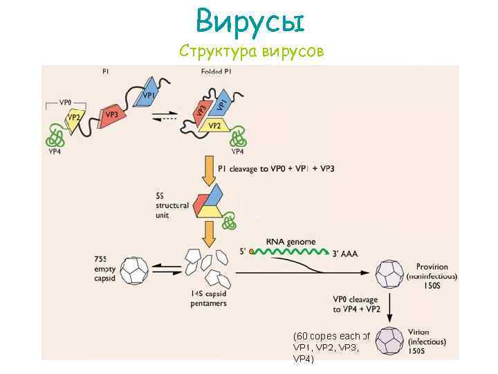 Вирусы Структура вирусов 