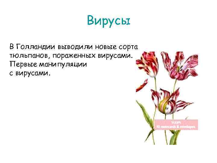 Вирусы В Голландии выводили новые сорта тюльпанов, пораженных вирусами. Первые манипуляции с вирусами. 