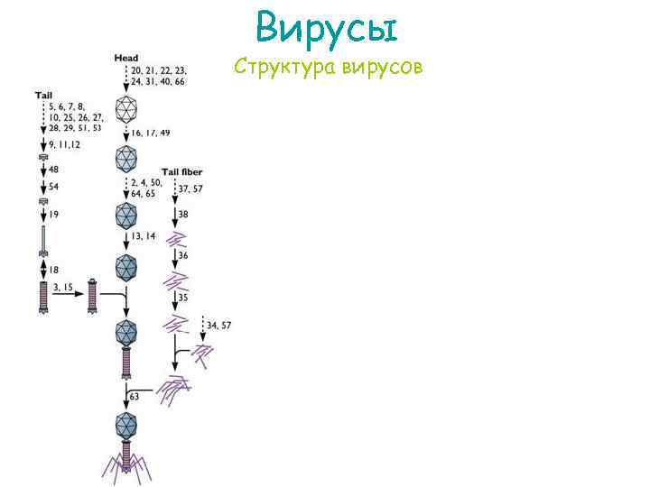 Вирусы Структура вирусов 