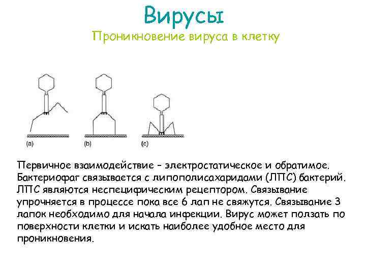 Вирусы Проникновение вируса в клетку Первичное взаимодействие – электростатическое и обратимое. Бактериофаг связывается с