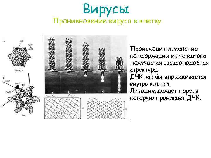 Вирусы Проникновение вируса в клетку Происходит изменение конформации из гексагона получается звездоподобная структура. ДНК