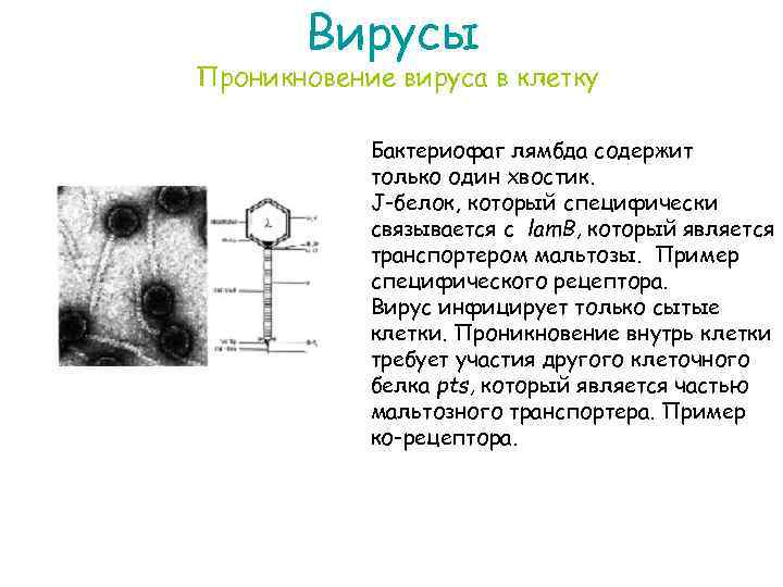Вирусы Проникновение вируса в клетку Бактериофаг лямбда содержит только один хвостик. J-белок, который специфически
