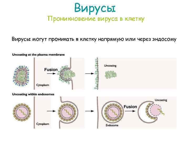 Вирусы Проникновение вируса в клетку Вирусы могут проникать в клетку напрямую или через эндосому