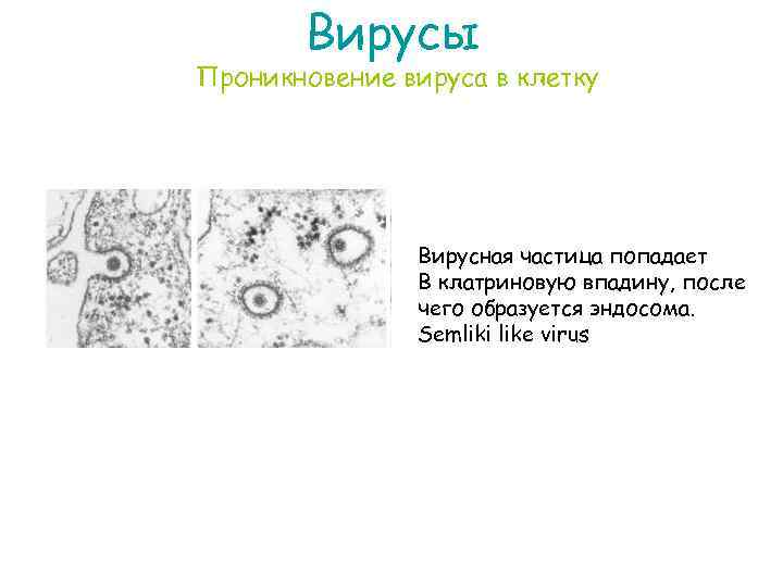 Вирусы Проникновение вируса в клетку Вирусная частица попадает В клатриновую впадину, после чего образуется