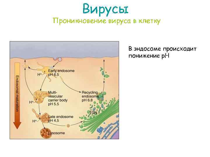 Вирусы Проникновение вируса в клетку В эндосоме происходит понижение р. Н 