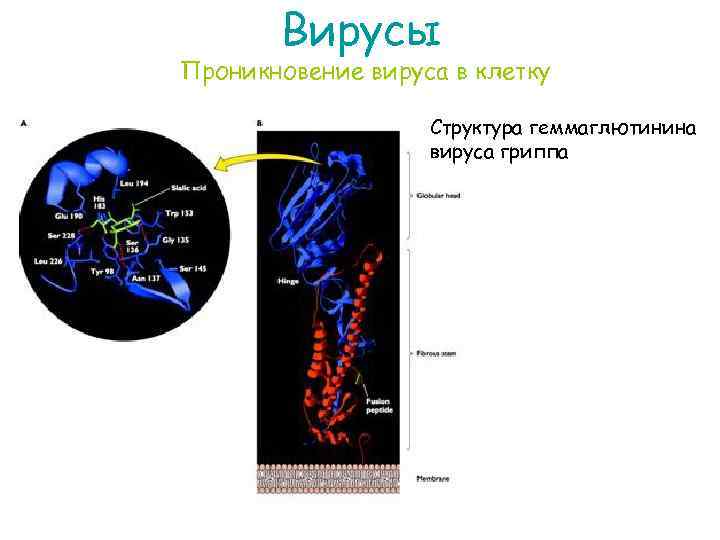 Вирусы Проникновение вируса в клетку Вирус гриппа Структура геммаглютинина вируса гриппа 