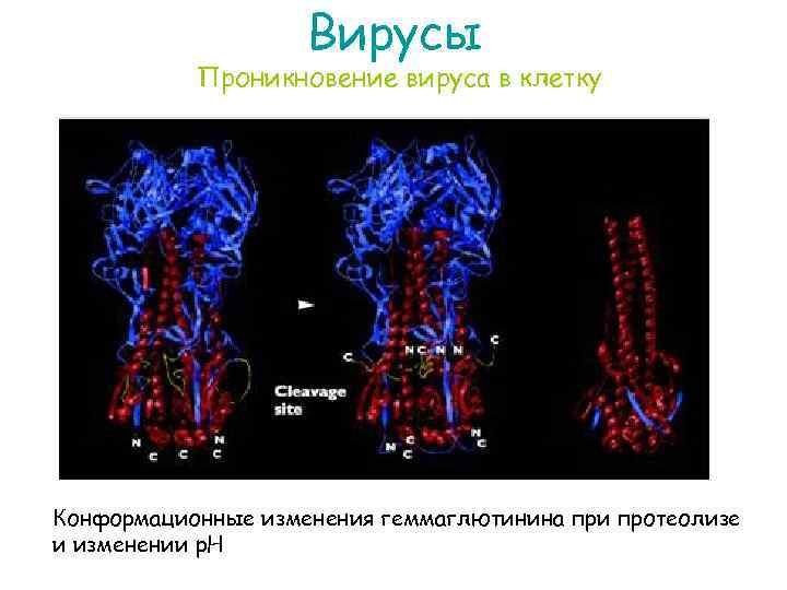 Вирусы Проникновение вируса в клетку Конформационные изменения геммаглютинина при протеолизе и изменении р. Н