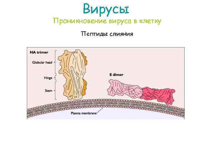 Вирусы Проникновение вируса в клетку Пептиды слияния 