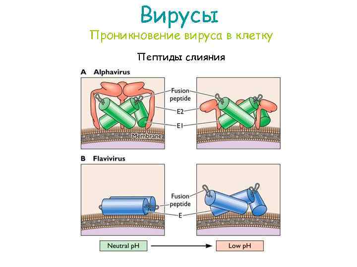 Вирусы Проникновение вируса в клетку Пептиды слияния 