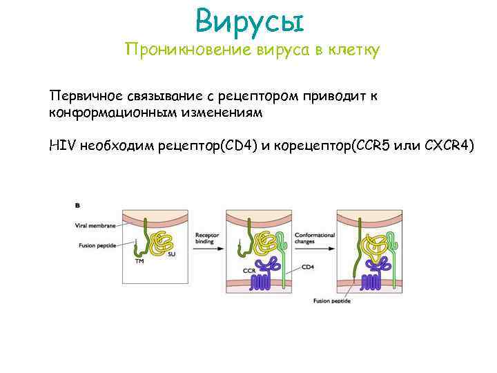 Вирусы Проникновение вируса в клетку Первичное связывание с рецептором приводит к конформационным изменениям HIV