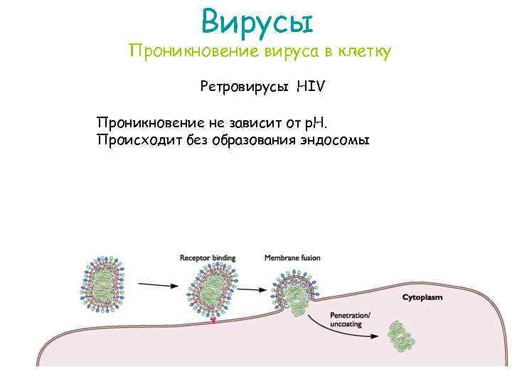 Вирусы Проникновение вируса в клетку Ретровирусы HIV Проникновение не зависит от р. Н. Происходит