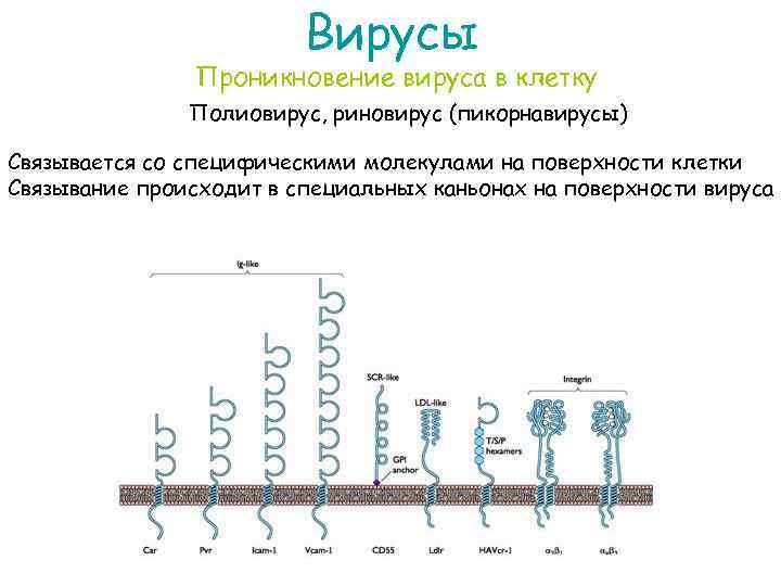 Вирусы Проникновение вируса в клетку Полиовирус, риновирус (пикорнавирусы) Связывается со специфическими молекулами на поверхности