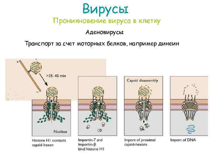 Вирусы Проникновение вируса в клетку Аденовирусы Транспорт за счет моторных белков, например динеин 