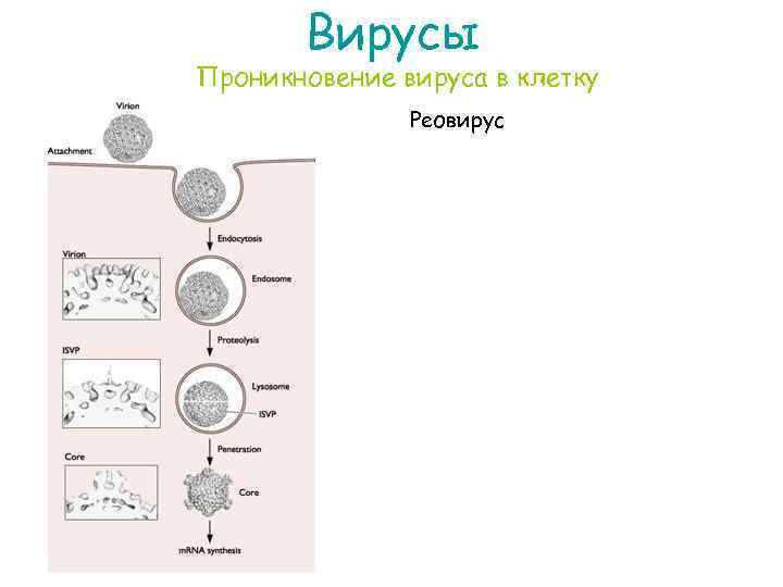 Вирусы Проникновение вируса в клетку Реовирус 