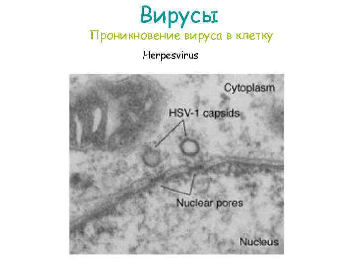 Вирусы Проникновение вируса в клетку Herpesvirus 