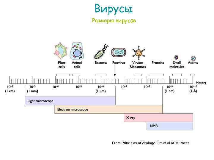 Вирусы Размеры вирусов 