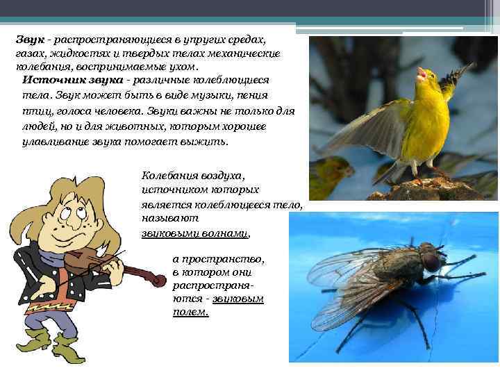 Звук - распространяющиеся в упругих средах, газах, жидкостях и твердых телах механические колебания, воспринимаемые