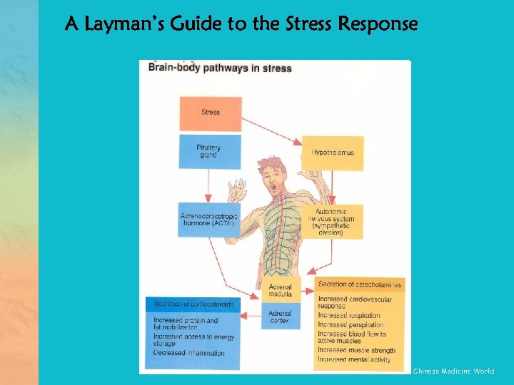 A Layman’s Guide to the Stress Response © 2007 Chinese Medicine Works 