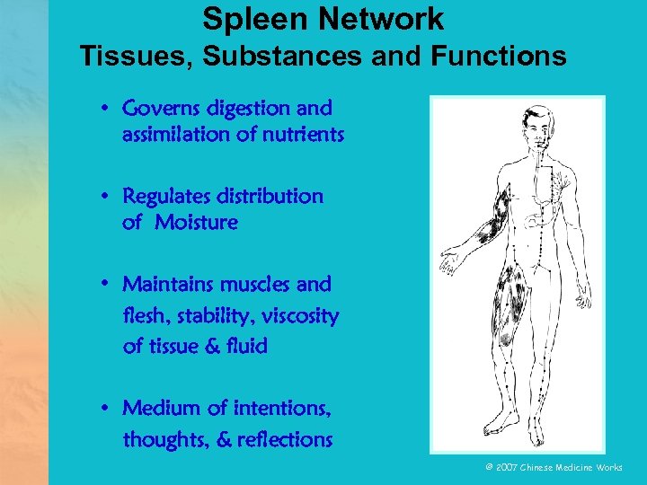 Spleen Network Tissues, Substances and Functions • Governs digestion and assimilation of nutrients •