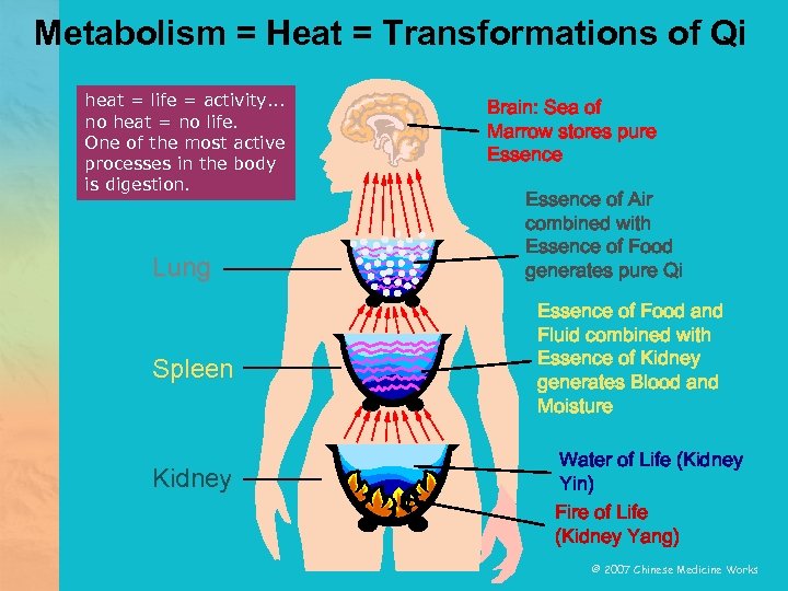 Metabolism = Heat = Transformations of Qi heat = life = activity. . .