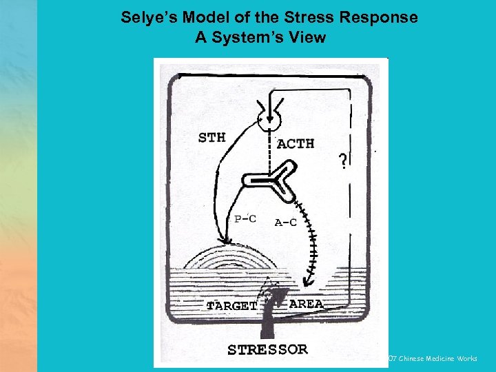 Selye’s Model of the Stress Response A System’s View © 2007 Chinese Medicine Works