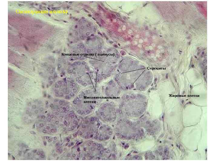 Околоушная железа Концевые отделы ( ацинусы) Сероциты Миоэпителиальные клтеки Жировые клетки 