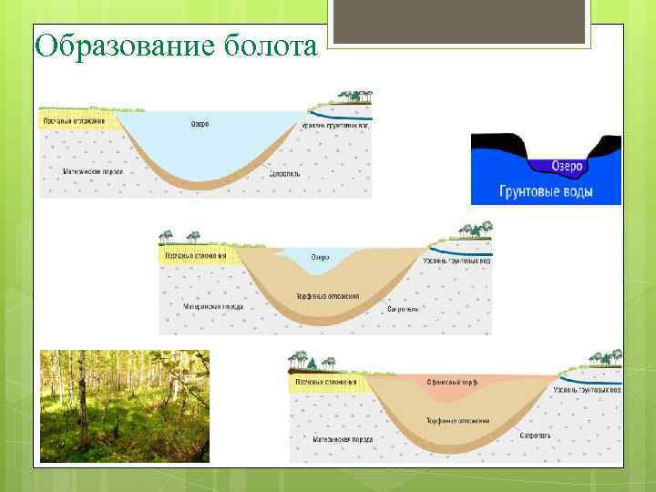 Биогеоценоз болото презентация