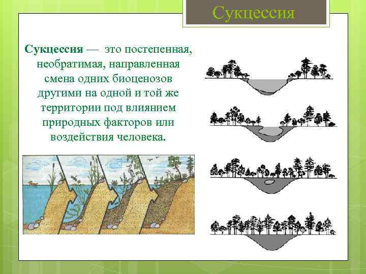 Биогеоценоз болото презентация