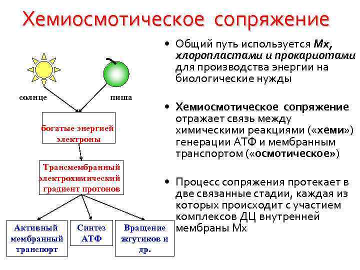 Хемиосмотическая теория митчелла схема