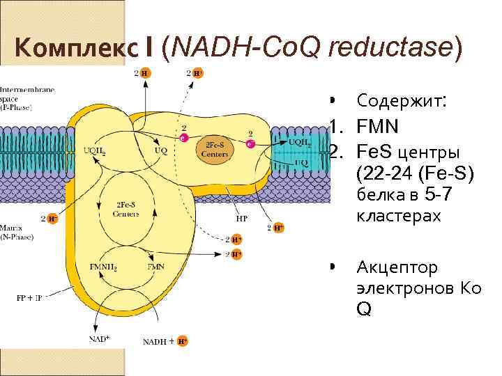 Конечный акцептор электронов. Комплекса i дыхательной цепи (НАДН-дегидрогеназа),. Комплекс 1 NADH дегидрогеназа. Комплекс 4 цитохром с оксидаза дыхательная цепь. ЭТЦ митохондрий комплекс 1.