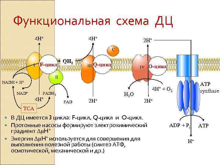 Окислительное дыхание