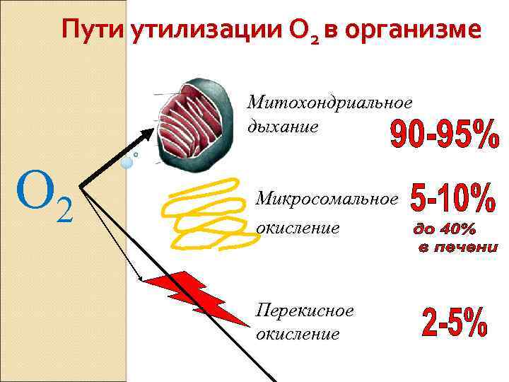 Дыхание процесс окисления