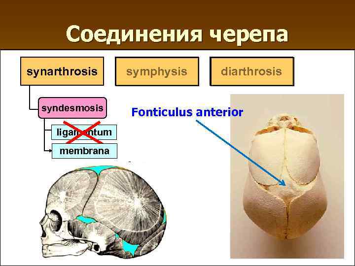 Соединения черепа synarthrosis syndesmosis ligamentum membrana symphysis diarthrosis Fonticulus anterior 