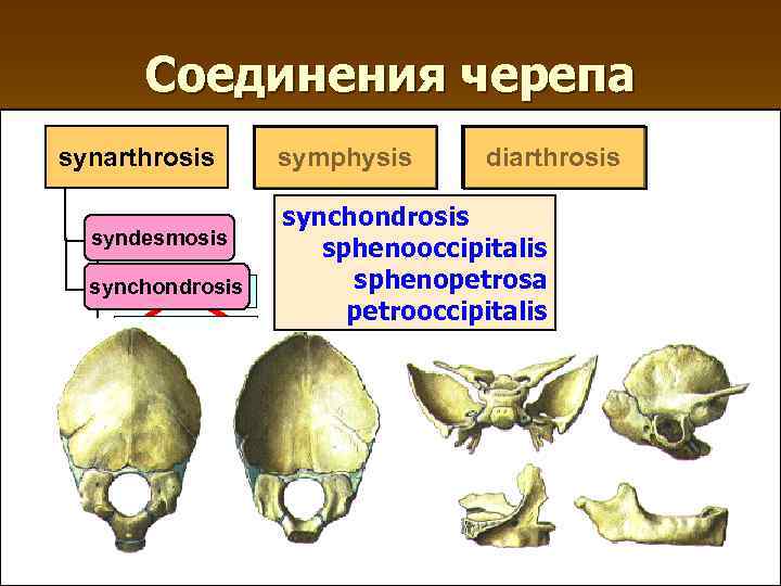 Соединения черепа synarthrosis syndesmosis synсhondrosis ligamentum membrana suturae gomposis symphysis diarthrosis synchondrosis sphenooccipitalis sphenopetrosa