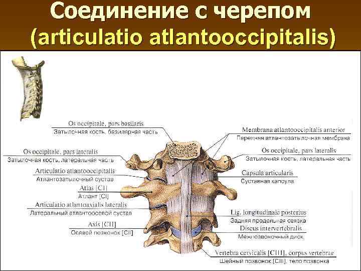 Соединение с черепом (articulatio atlantooccipitalis) 