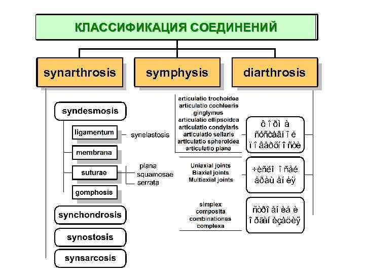 КЛАССИФИКАЦИЯ СОЕДИНЕНИЙ synarthrosis symphysis diarthrosis 