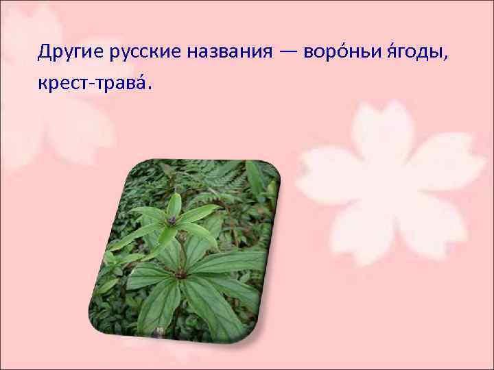  Другие русские названия — воро ньи я годы, крест-трава. 
