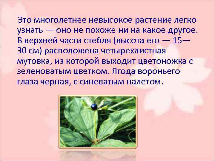  Это многолетнее невысокое растение легко узнать — оно не похоже ни на какое